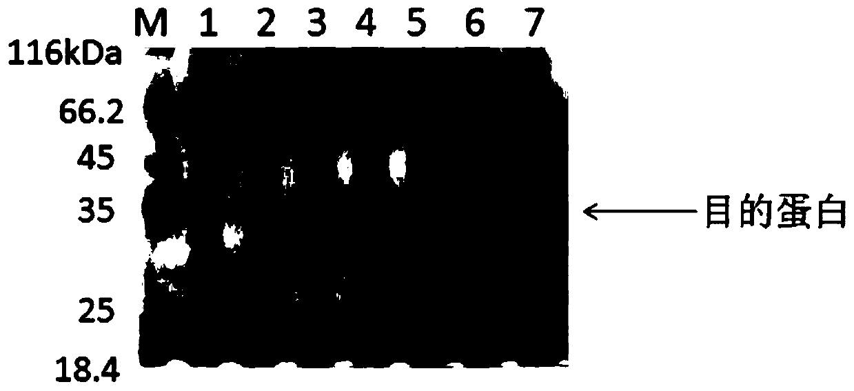 Recombinant human fibronectin III1-C, and preparation method and application thereof
