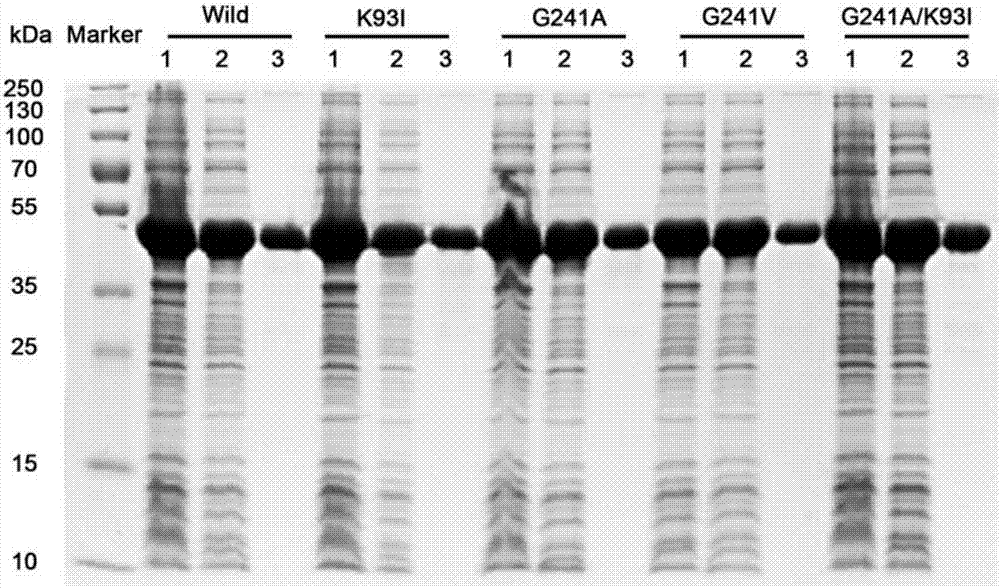 Alkaline pectinase mutant with improved heat stability as well as encoding gene and application of alkaline pectinase mutant