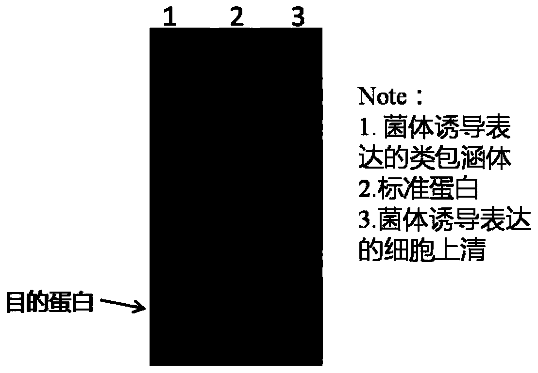 Preparation method, purification method and applications of PEG-modified recombinant humanized urate oxidase