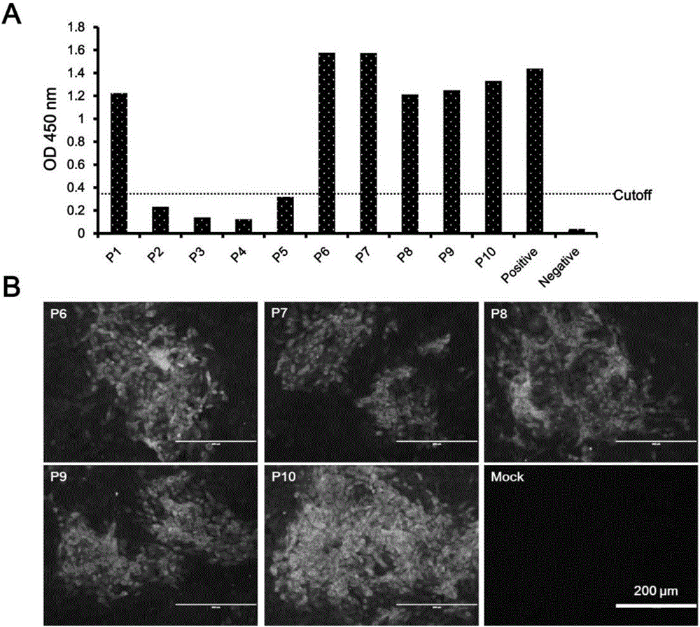 Marked Pestivirus suis C strain expressing enhanced green fluorescent protein and construction method and application thereof