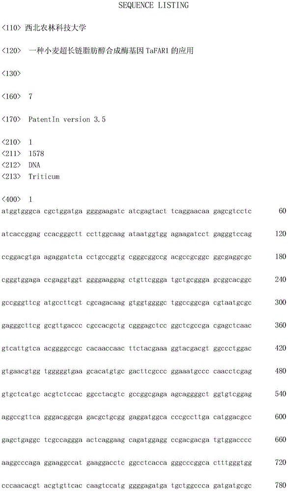 Application of wheat overlong chain fatty alcohol synthetase gene TaFAR 1