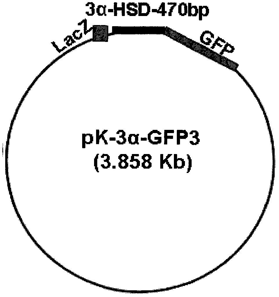 Anabolic steroids and polycyclic aromatic hydrocarbon high-efficiency bioluminescence sensor and construction method thereof
