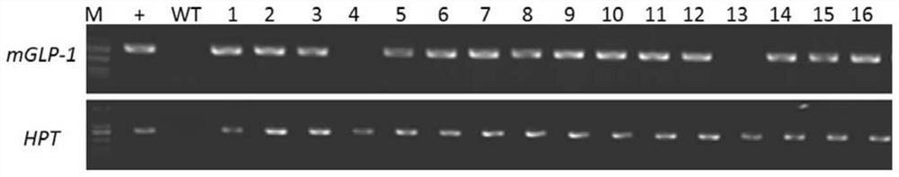 Creation method and application of functional rice material for reducing blood sugar