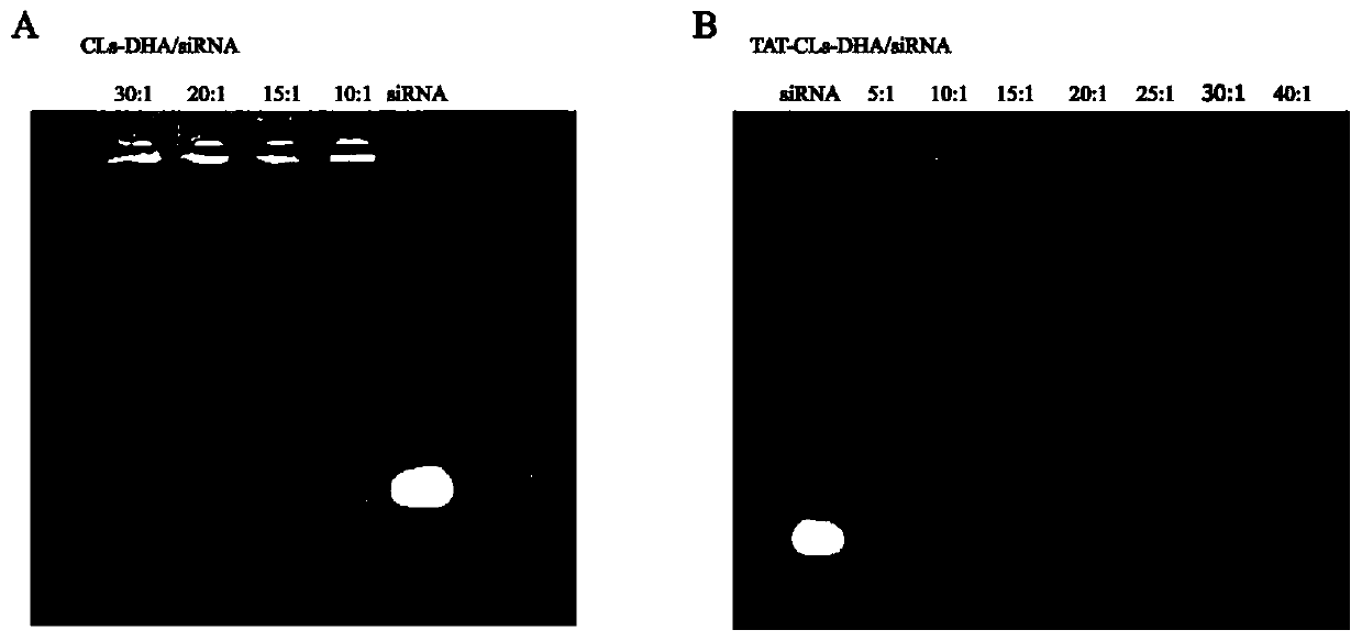 Cationic liposome containing DHA and HMGB1-silent siRNA, preparation method and application of cationic liposome