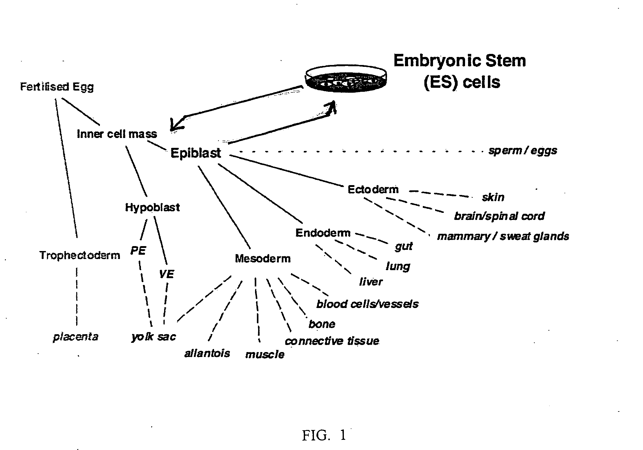 Genetic modification of C57 mice