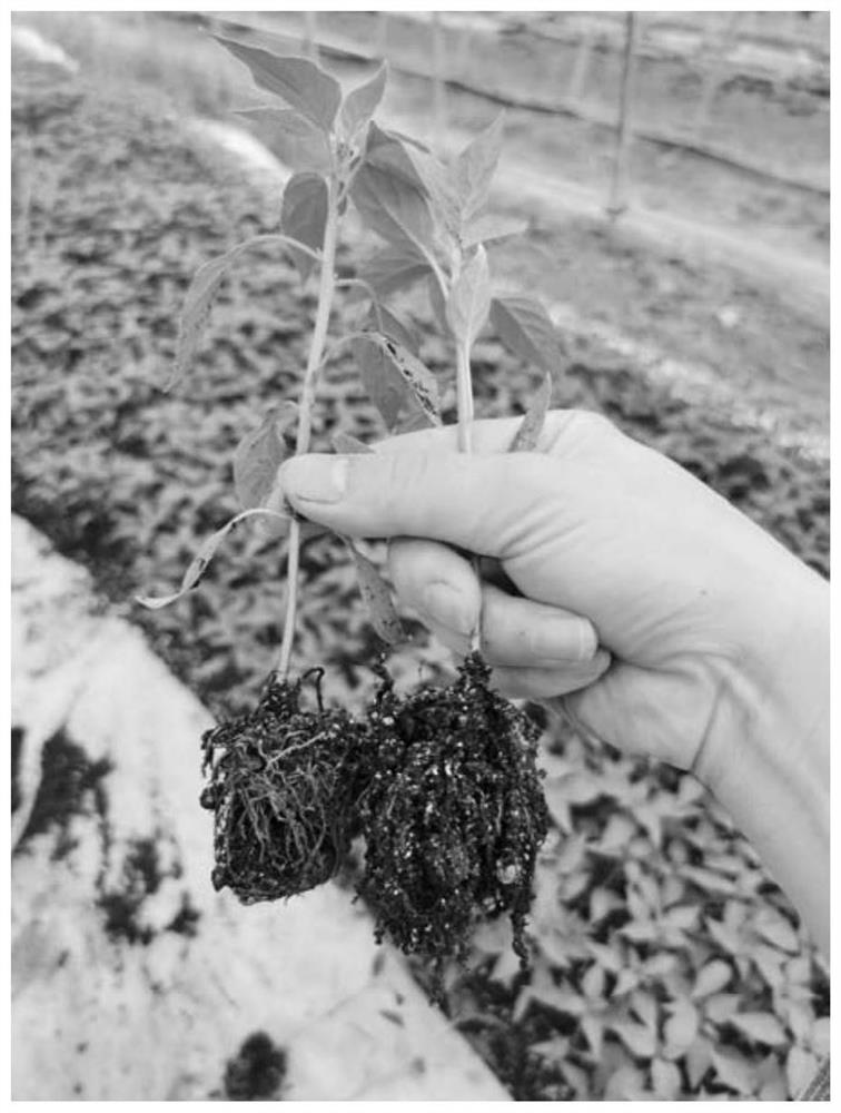 Efficient pepper matrix seedling raising method