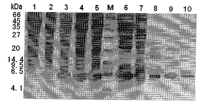 Recombined extrasin alpha 1 two-strand body protein and preparation method thereof