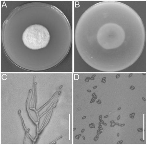 Preparation method and application of a kind of Panax notoginseng endophytic fungus Acremonium acremonium