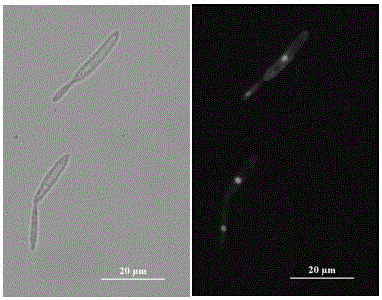 Ustilago esculenta haploid strain UET2 and use thereof