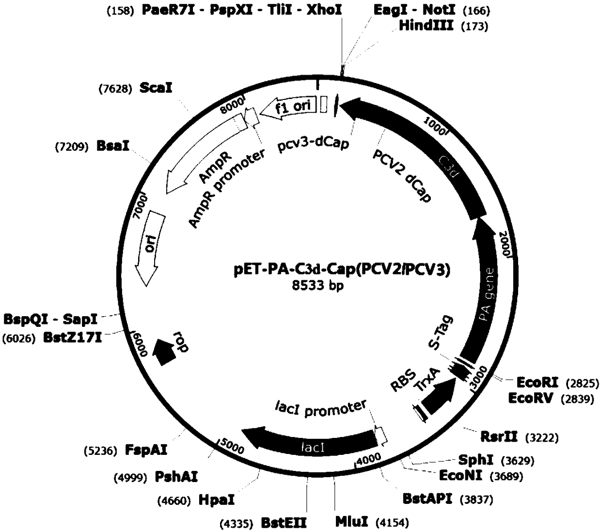 Fusion protein, preparation method and application thereof, expression system and vaccine