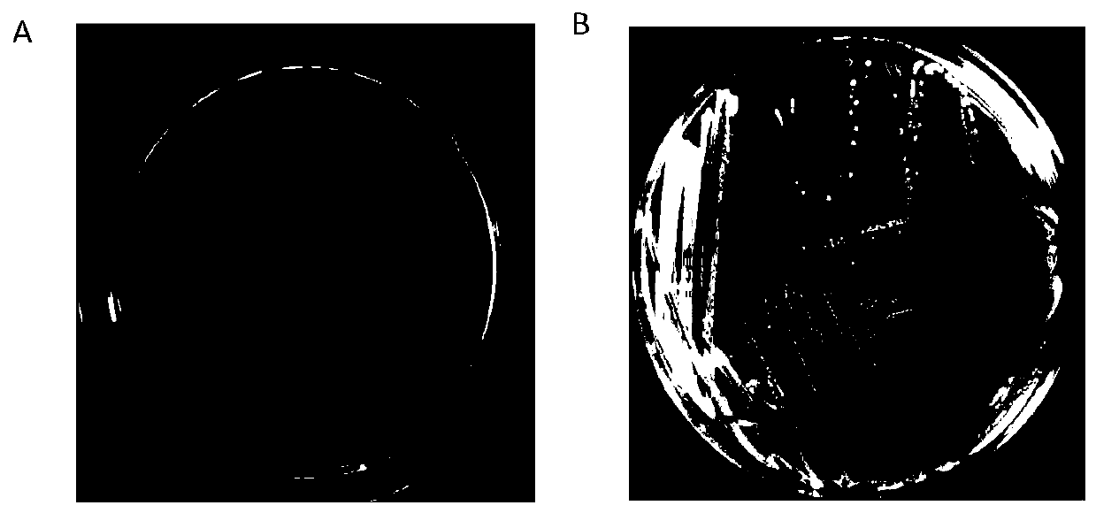 Detection plate for high-flux screening of zoonotic pathogenic bacterium phage and application of detection plate