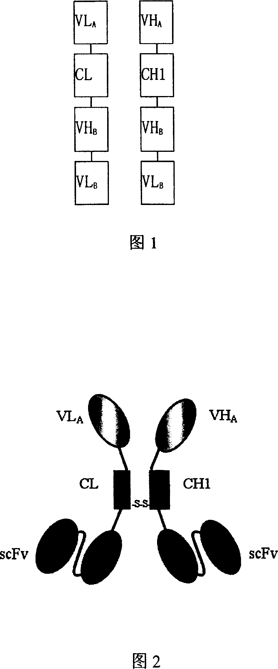 Trivalent bispecific antibody and its preparation process and use