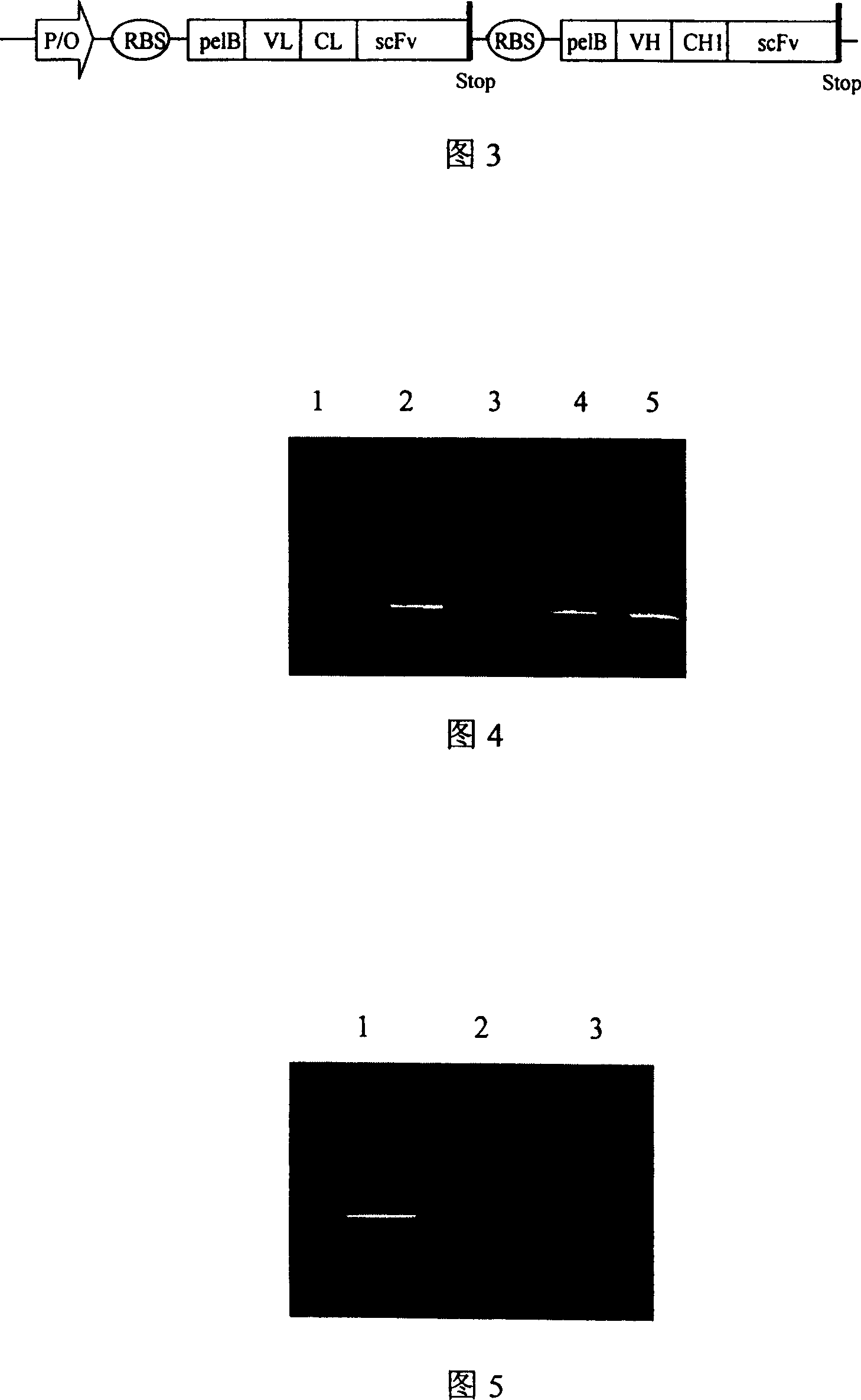 Trivalent bispecific antibody and its preparation process and use