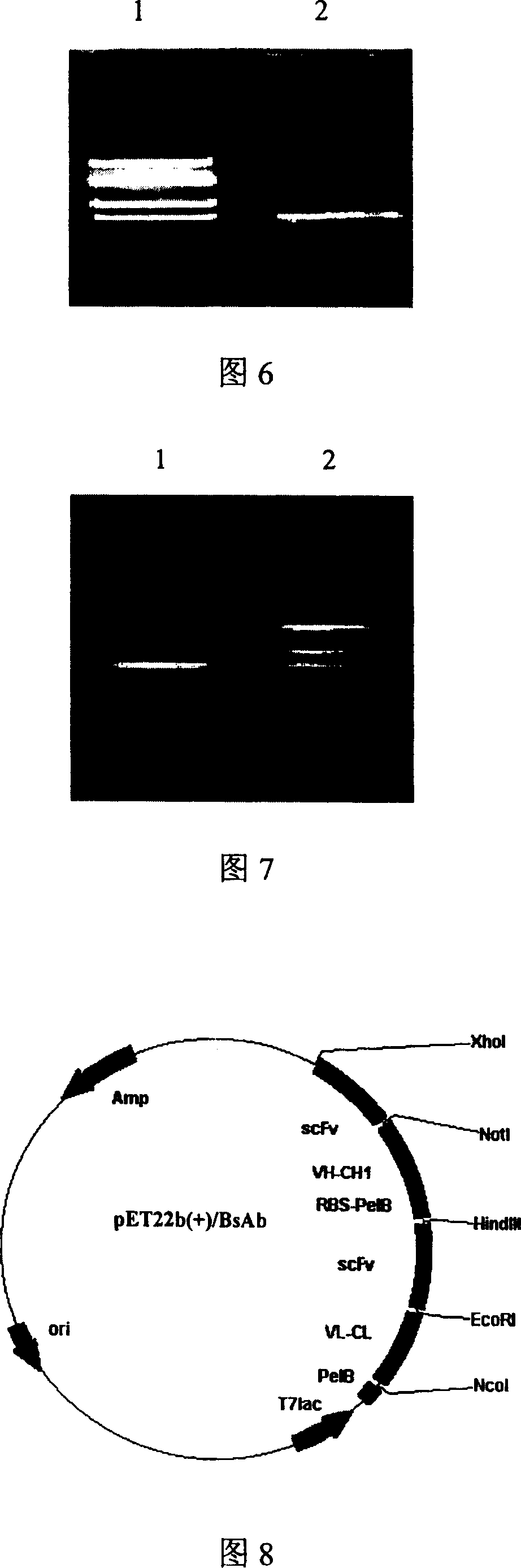 Trivalent bispecific antibody and its preparation process and use