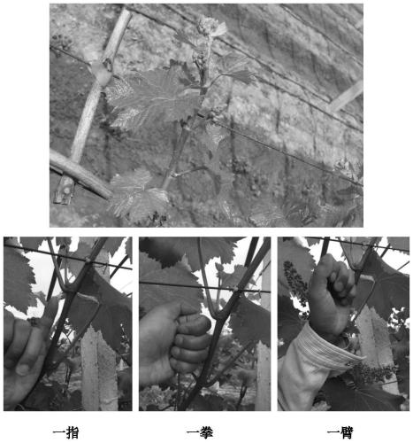 A method of grape cultivation