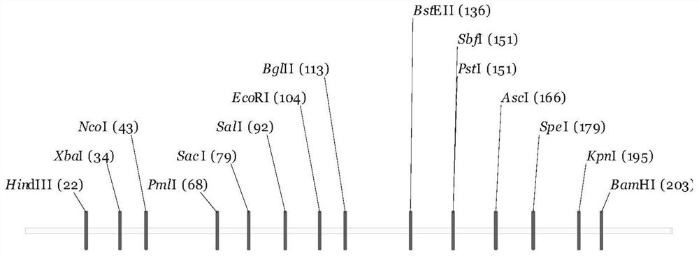 Plant pollen specific expression promoter POsPTD1 and application