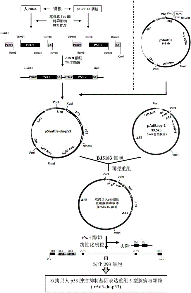 Double-copy human p53 gene recombinant adenovirus and preparation method thereof