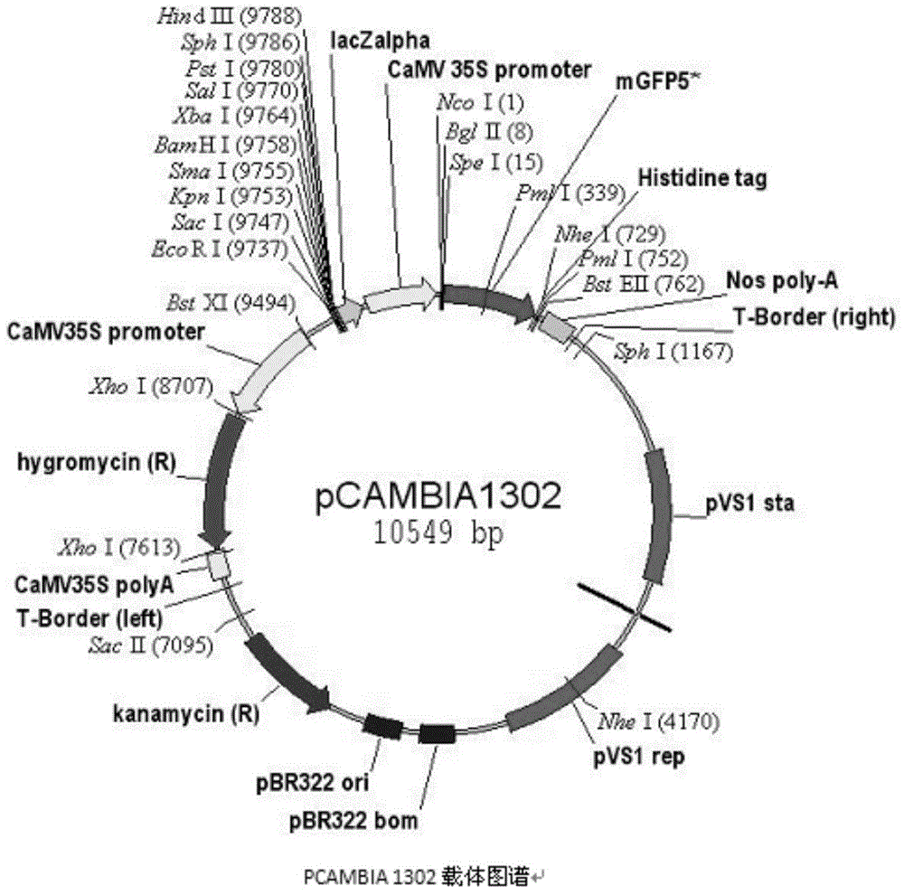 Ammopiptanthus mongolicus drought induced related gene, and expression vector and application thereof