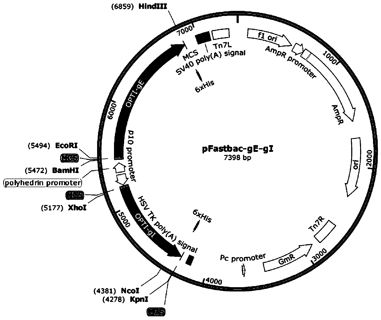 Porcine pseudorabies virus gE-gI protein and expression plasmid, preparing method and application thereof