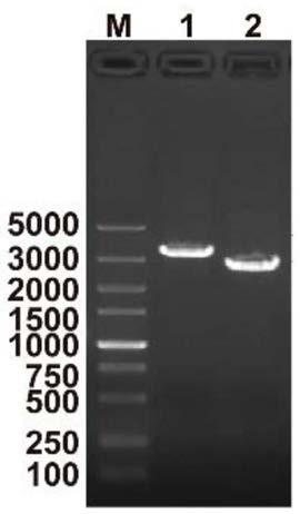 Porcine pseudorabies virus gE-gI protein and expression plasmid, preparing method and application thereof