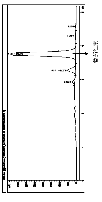 Lycopene high-yielding strain and application thereof