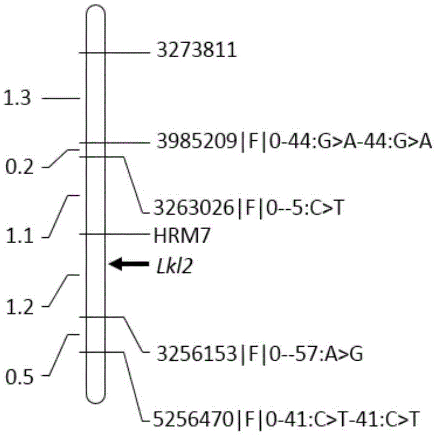 Molecular marker HRM7 of barley grain length gene LkI2 and application of molecular marker