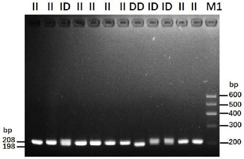 Primer pairs for detecting insertion/deletion polymorphism of sheep BMPR1B gene and kit, method and application