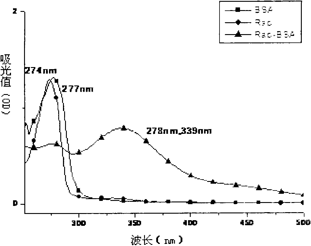Synthesis method of ractopamine artificial antigen