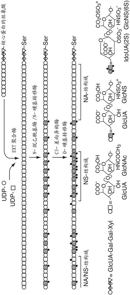 Transgenic production of heparin