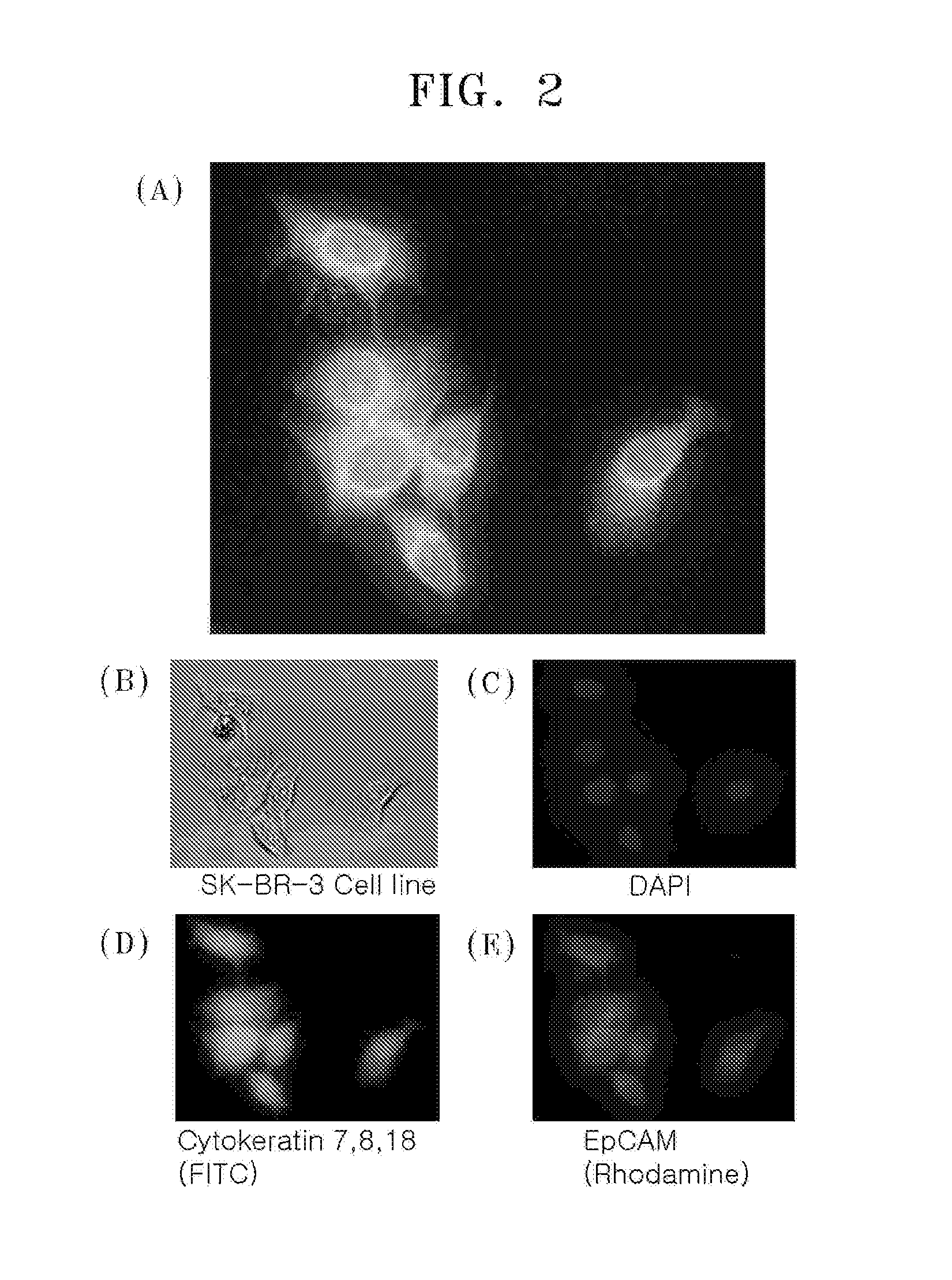Method of isolating or counting target cells by using photocleavable linker coupled with fluorescent dye