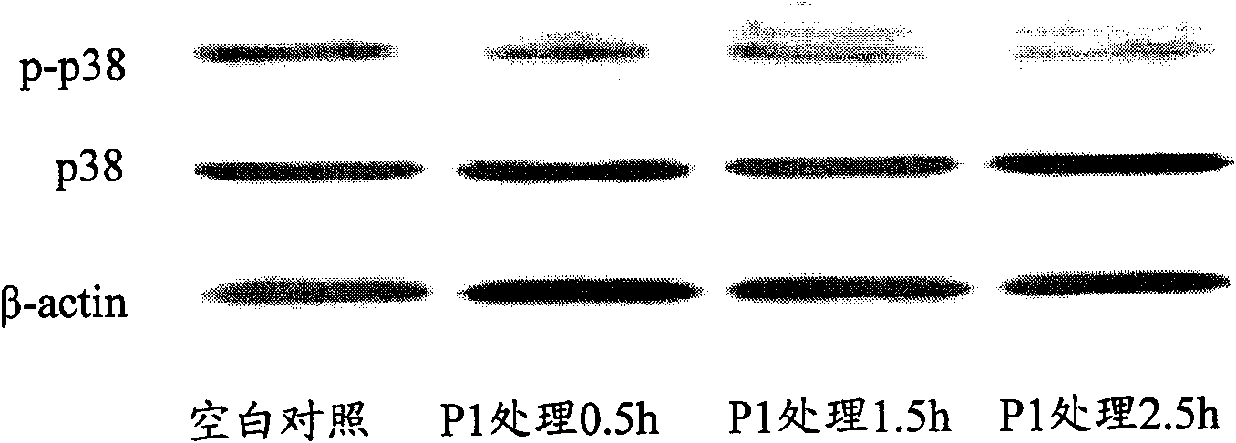 Polypeptide with function of promoting activity of fibroblast growth factor receptor 3 and screening method and application thereof