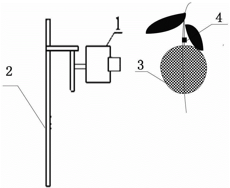 Netted melon fruit phenotype extraction and quantization method