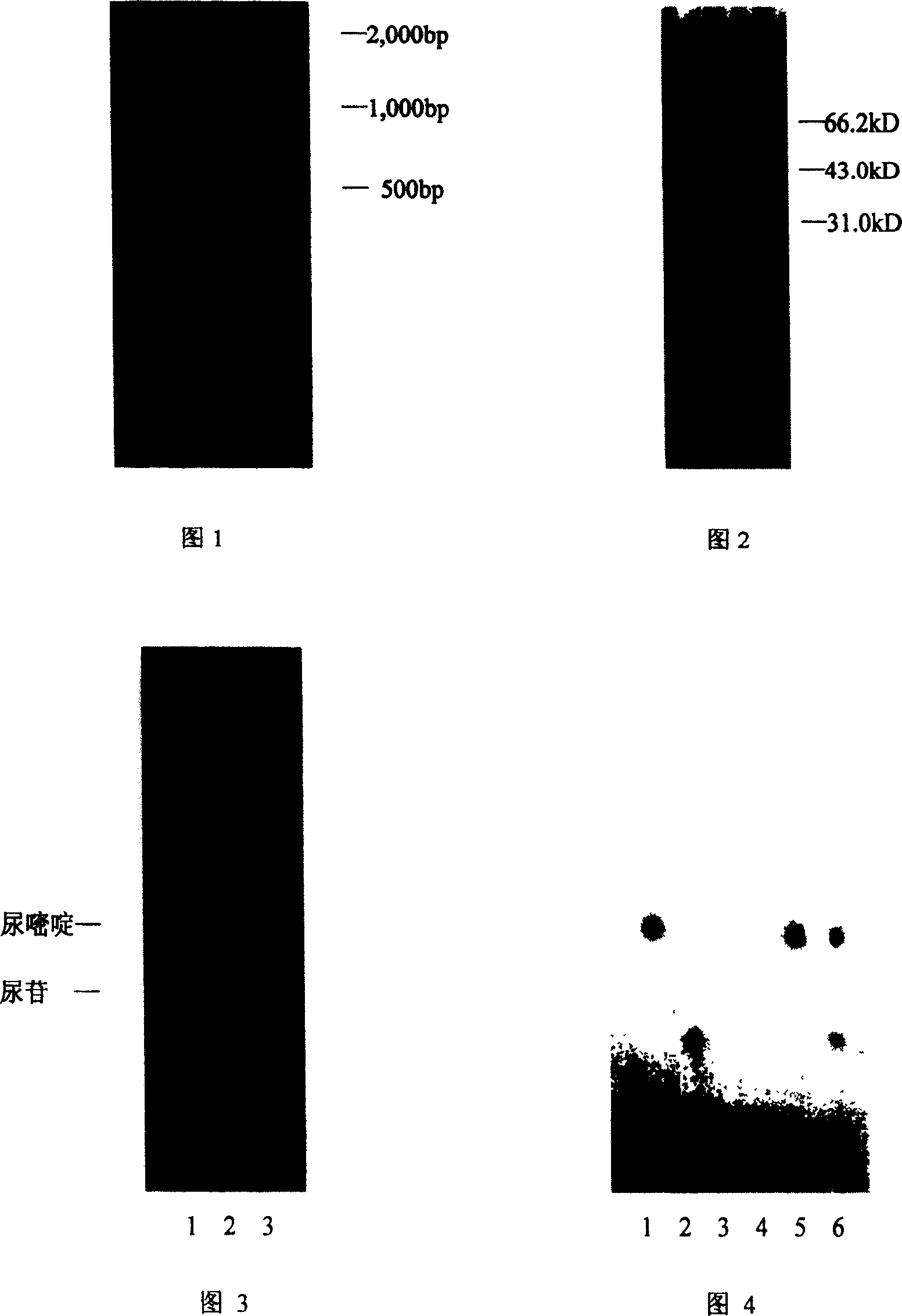 Exiguobacterium sp. MY02 strain pyrimidine nucleoside phosphorylase gene and its preparation method