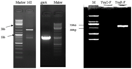 Coral-associated marine bacillus amyloliquefaciens strain CoMb-9 and application thereof