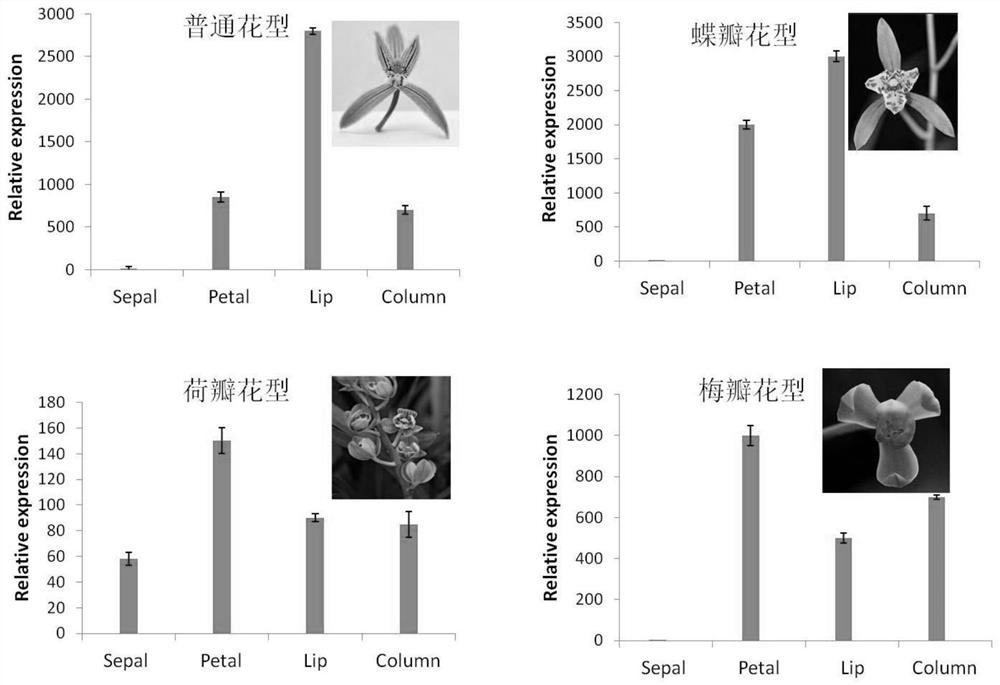 Genes regulating organ development in Orchid chinensis and their encoded proteins and their application