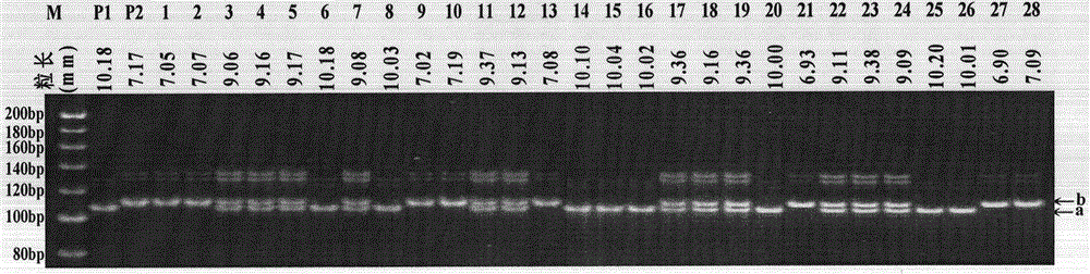 A new rice grain length gene qgs3b produced by space mutagenesis and its molecular marker method