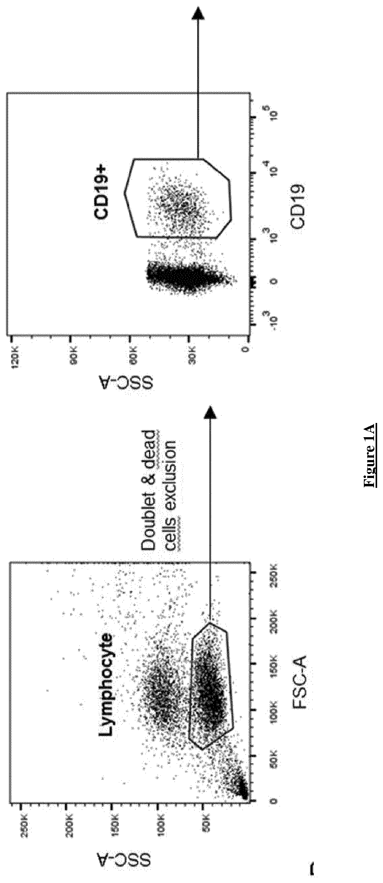 Cd24hicd38hi Transitional B Cells And Cd9 As New Biomarker Of Long-term ...