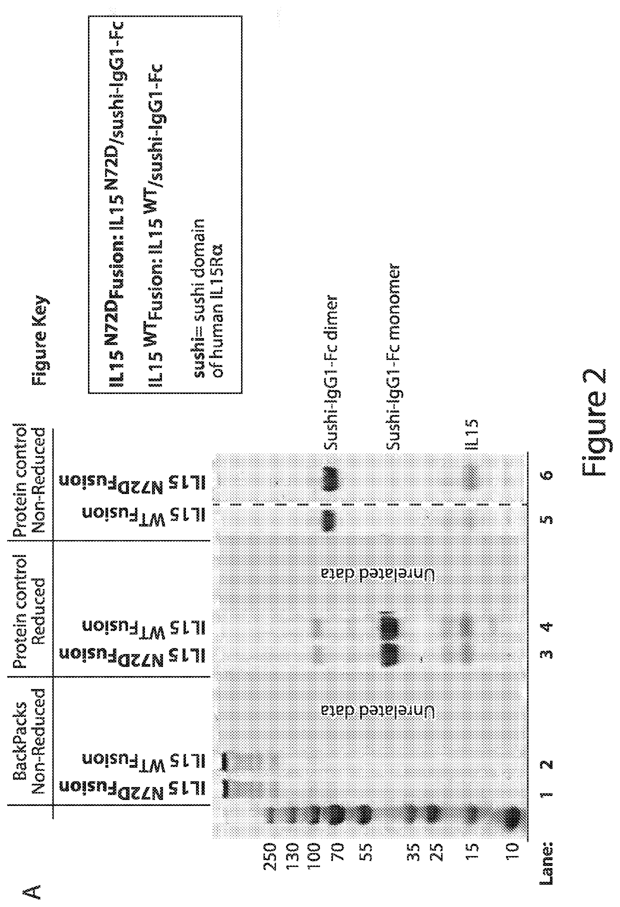 Methods and Compositions for Promoting Immune Cell Function