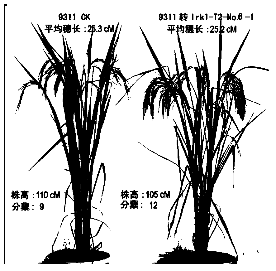 Method for improving fertility of indica-japonica rice hybrids by virtue of LRK1 gene transformation