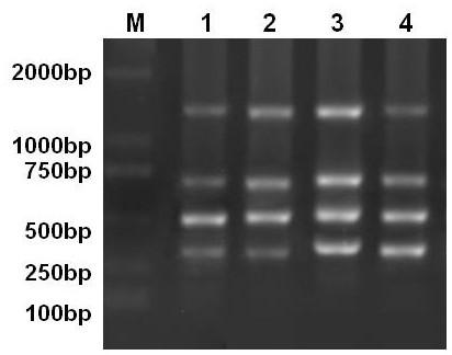 Primer set and kit for detecting avian leukemia virus A/B/J/K subgroup through one-step PCR