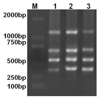 Primer set and kit for detecting avian leukemia virus A/B/J/K subgroup through one-step PCR