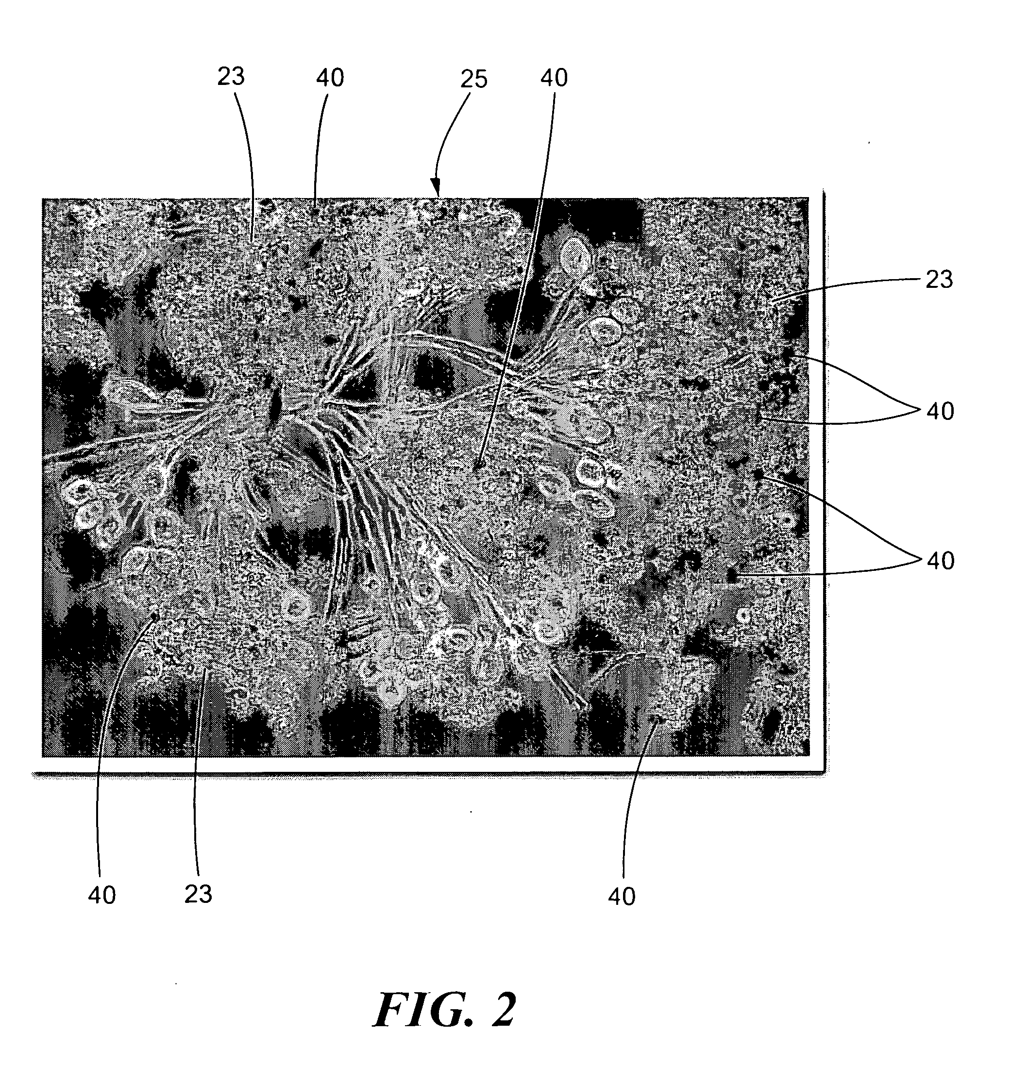 System and method for enhancing an activated sludge process