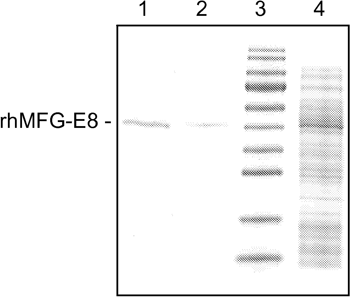 Mfg-e8 and uses thereof