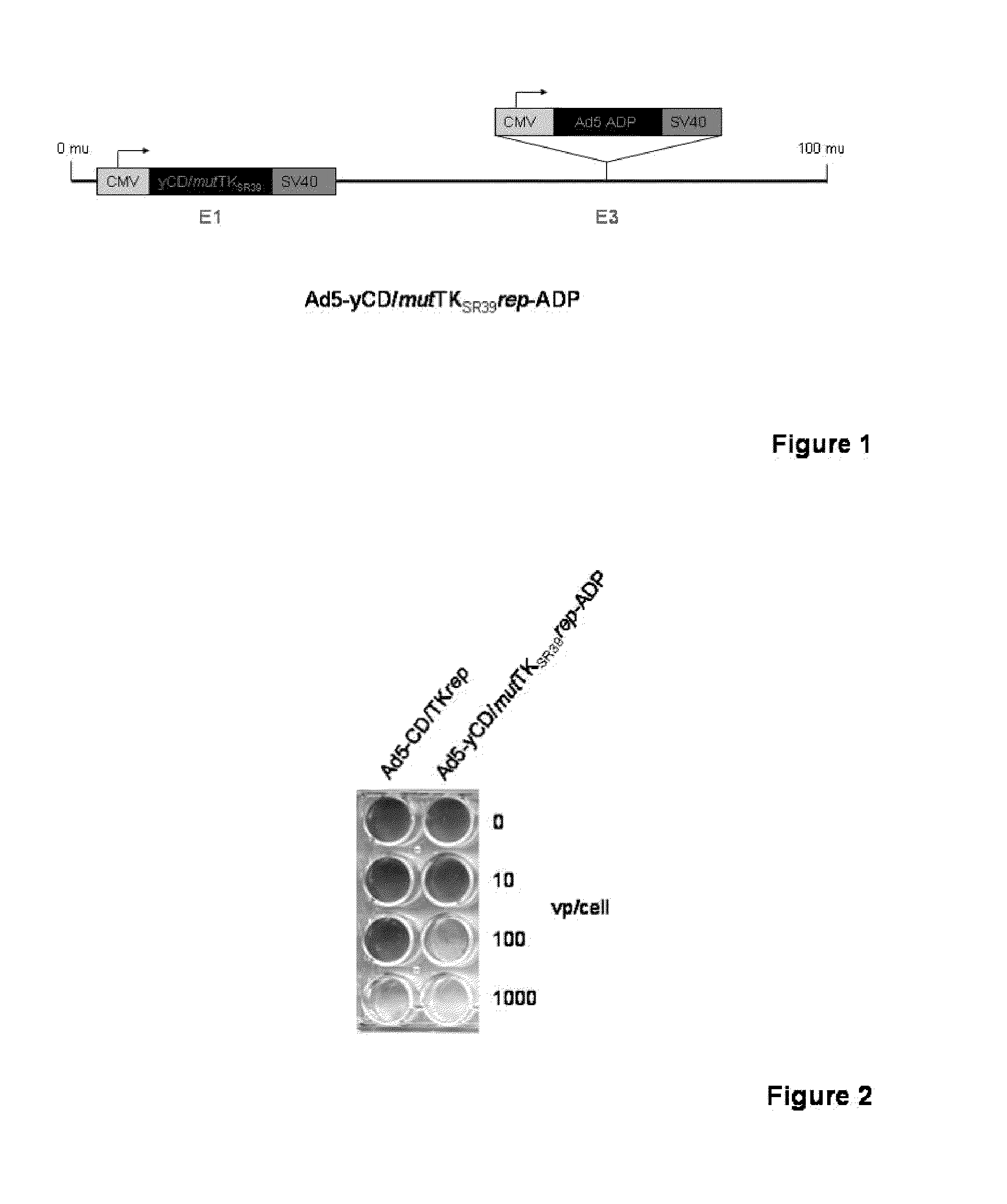 Methods and compositions for cancer therapy using a novel adenovirus