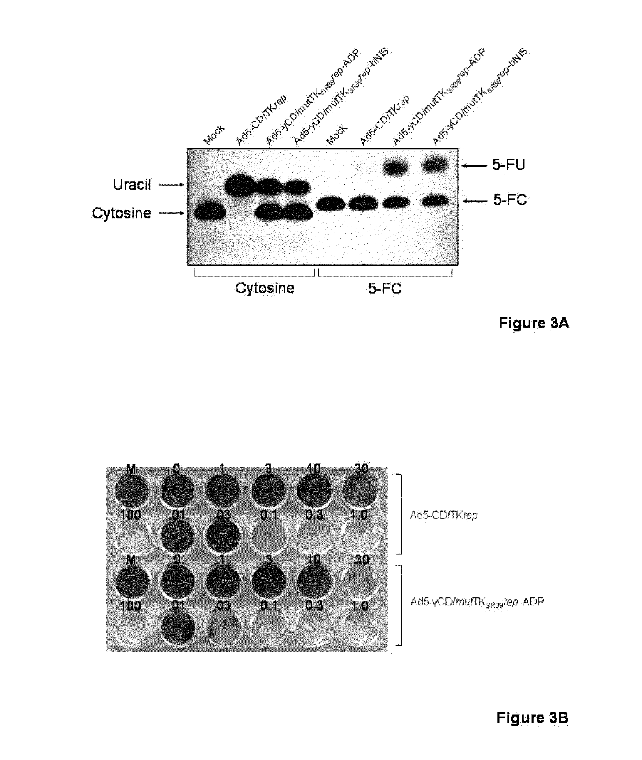 Methods and compositions for cancer therapy using a novel adenovirus
