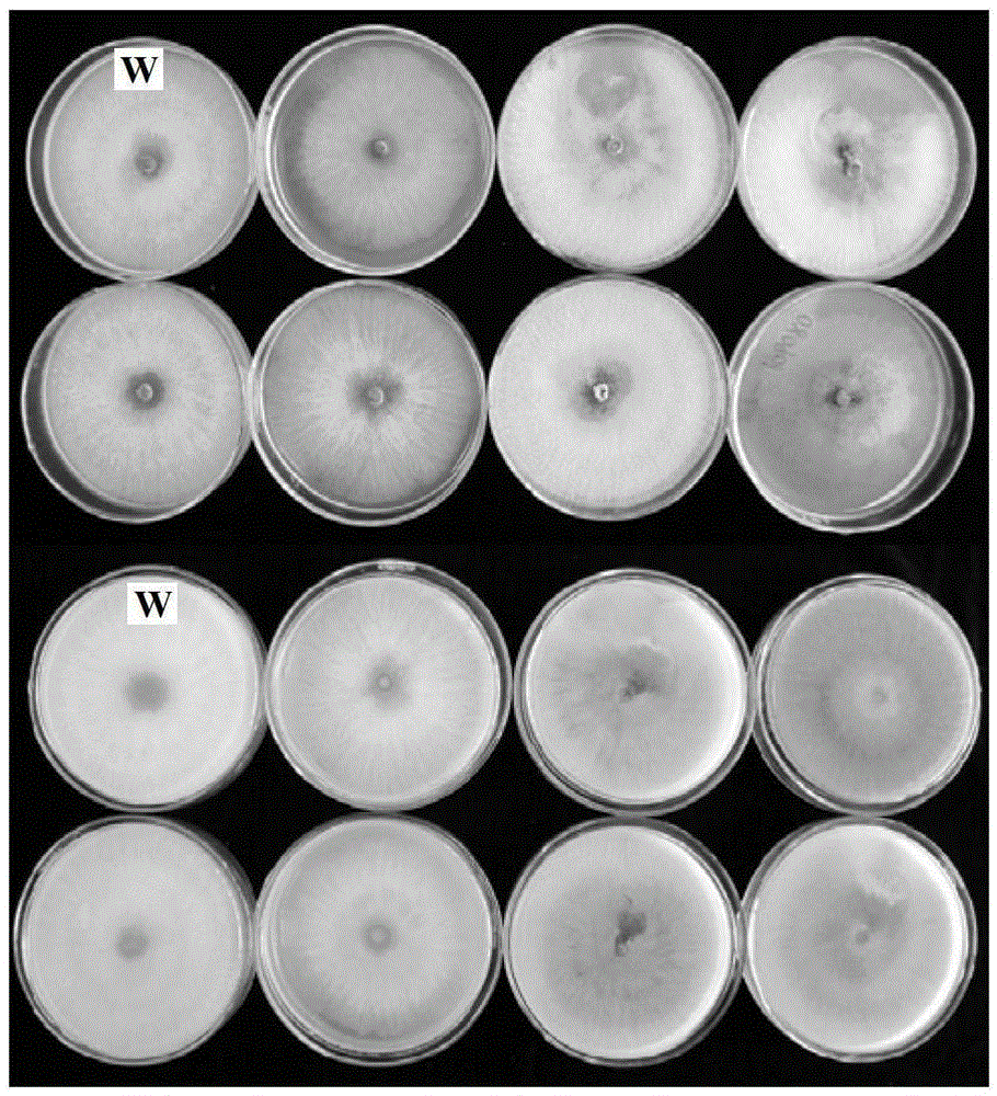 A method for preparing transformant of apple tree rot fungus and gfp marker strain