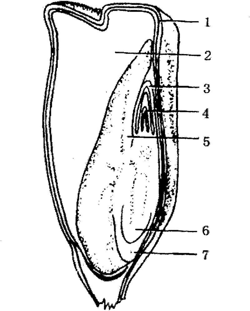 Ultrasonic-assisted agrobacterium-mediated plant germination seed gene transformation method