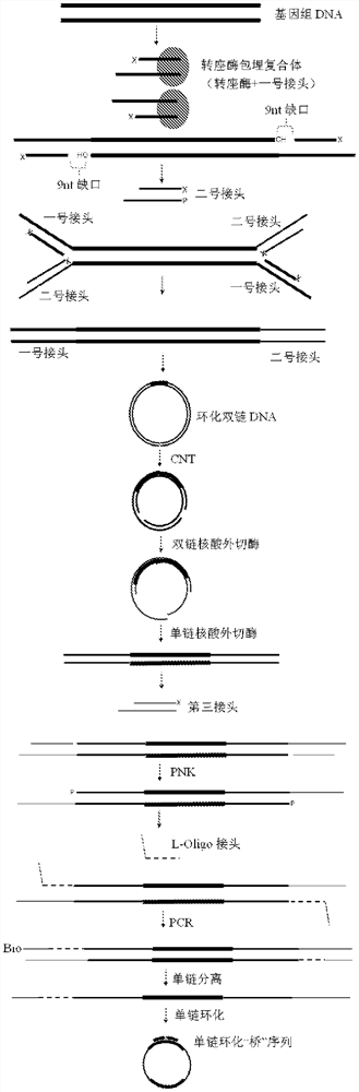 Method and reagent for constructing nucleic acid single-stranded circular library