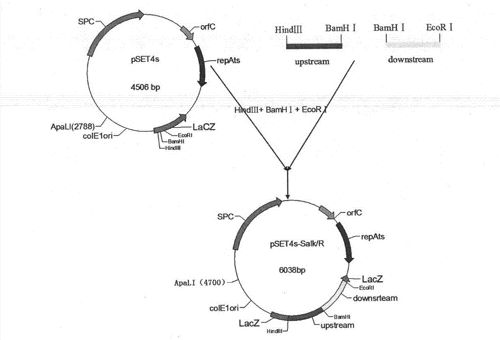 Streptococcus suis Serotype 2 (SS2 for short) double-gene deleted live vaccine and its application