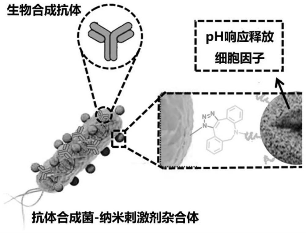 Antibody synthetic bacteria-nano stimulant heterozygote system and application thereof